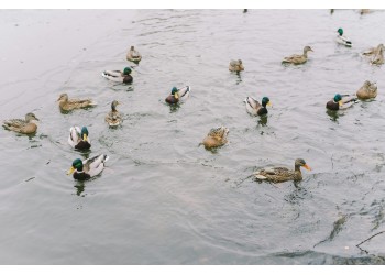 Diferenças entre patos e marrecos: Qual a melhor opção para criar?